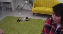 Как Саша Черно и Алексей Безус заботятся о своих кошках